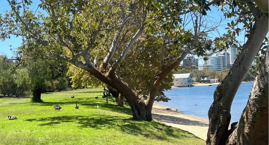 Black swans resting on the grass under big shady trees beside the beach at Matilda Bay, with a boatshed and the river behind.